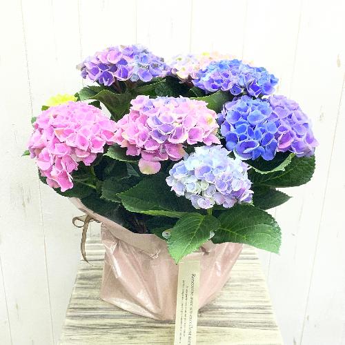 ��̓��M�t�g �}�W�J���G�{�����[�V�����@�ԐF���ω�������F�A�W�T�C �{�����[���^�C�v