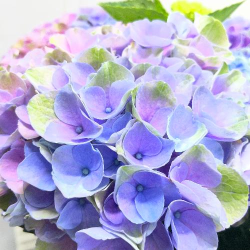 ��̓��M�t�g �}�W�J���G�{�����[�V�����@�ԐF���ω�������F�A�W�T�C �{�����[���^�C�v6