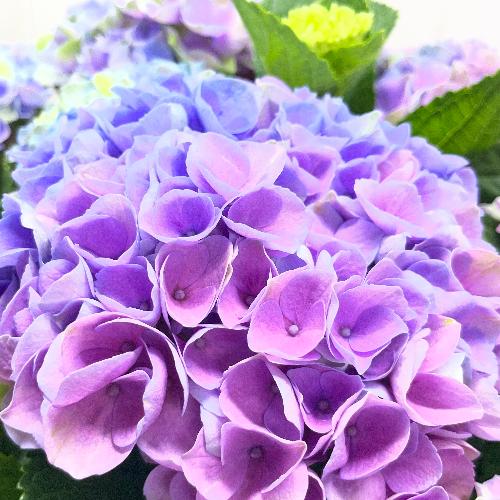 ��̓��M�t�g �}�W�J���G�{�����[�V�����@�ԐF���ω�������F�A�W�T�C �{�����[���^�C�v7