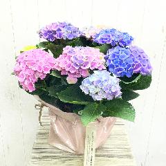 ��̓��M�t�g �}�W�J���G�{�����[�V�����@�ԐF���ω�������F�A�W�T�C �{�����[���^�C�v