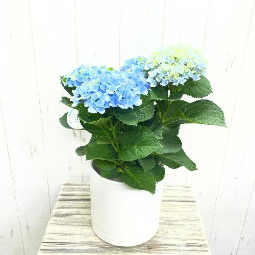 �F�ω����y���� ���z�� �}�W�J�����{�����[�V���� �u���[ �z���C�g���@�󂯎M�Z�b�g3