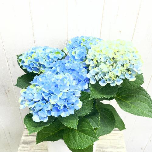 �F�ω����y���� ���z�� �}�W�J�����{�����[�V���� �u���[ �z���C�g���@�󂯎M�Z�b�g4