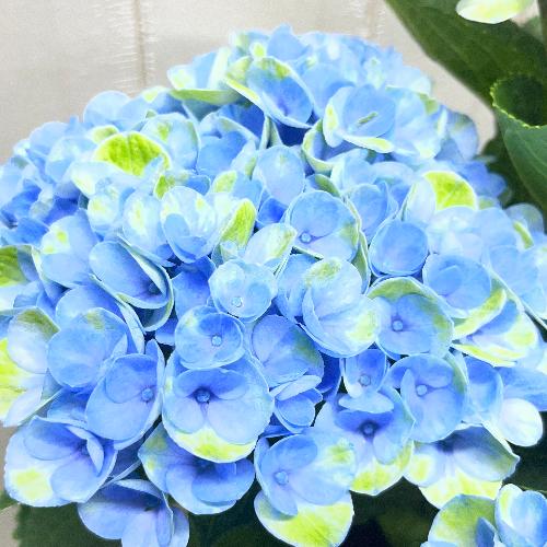�F�ω����y���� ���z�� �}�W�J�����{�����[�V���� �u���[ �z���C�g���@�󂯎M�Z�b�g6