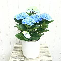 �F�ω����y���� ���z�� �}�W�J�����{�����[�V���� �u���[ �z���C�g���@�󂯎M�Z�b�g