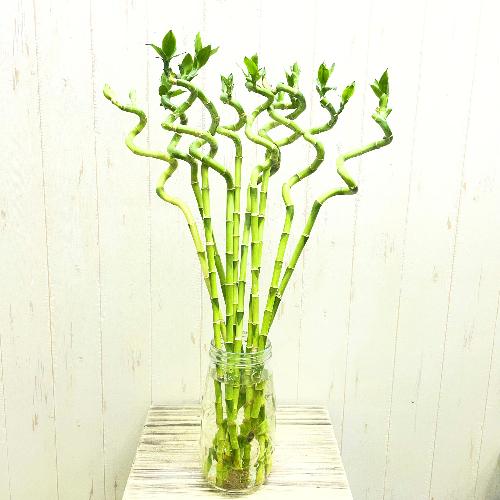 �X�p�C�����~���I���o���u�[60cm�O�� 10�{�Z�b�g �ϗt�A�� ���b�L�[�o���u�[