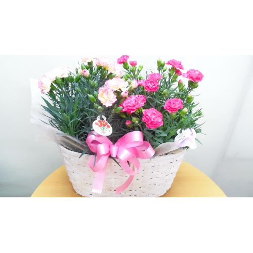 �J�[�l�[�V�����o�X�P�b�g�i�s���N�nMIX�j