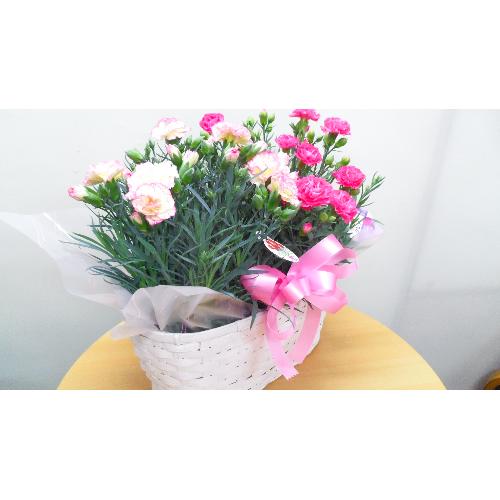 �J�[�l�[�V�����o�X�P�b�g�i�s���N�nMIX�j2