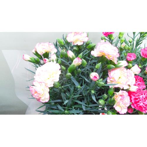 �J�[�l�[�V�����o�X�P�b�g�i�s���N�nMIX�j3