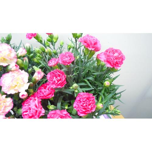 �J�[�l�[�V�����o�X�P�b�g�i�s���N�nMIX�j4