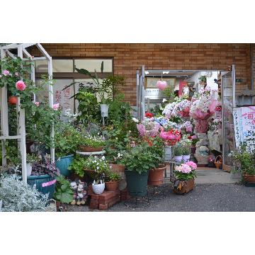 福岡県福津市の花屋 花すずか をご紹介 フラワーギフトはプロのお花屋さんにおまかせ フジテレビフラワーネット