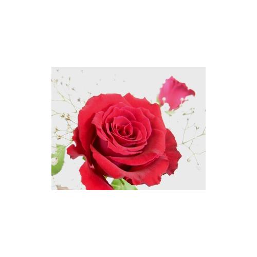 【花束】 赤バラとかすみ草の花束4