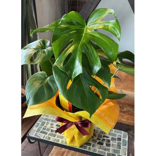 �y�ϗt�A���z �����X�e��2