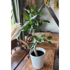 【観葉植物】フィカス ベンガレンシス