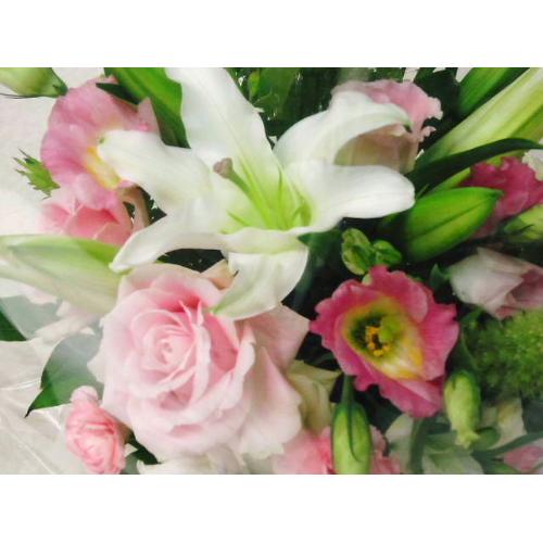 ���̉Ԃ����A�����W���s���N3