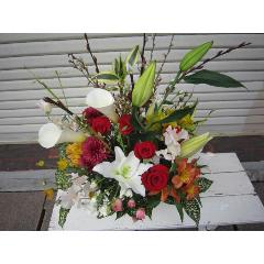 �ԃo�����C���̃A�����W�����b�h�T��