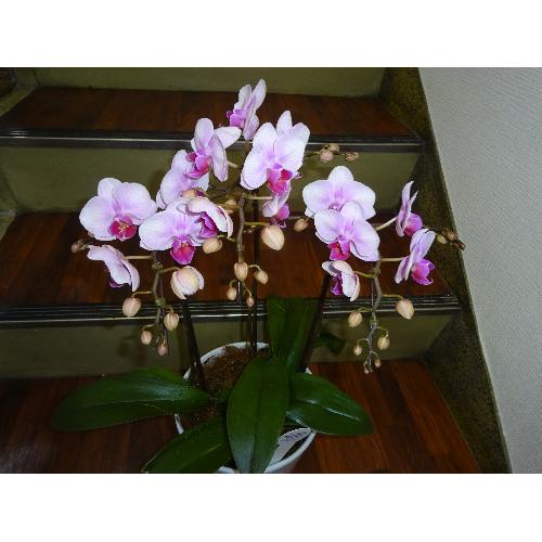 �~�f�B�Ӓ����s���N