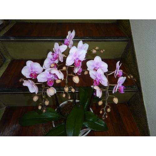 �~�f�B�Ӓ����s���N2