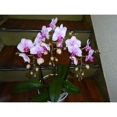 �~�f�B�Ӓ����s���N