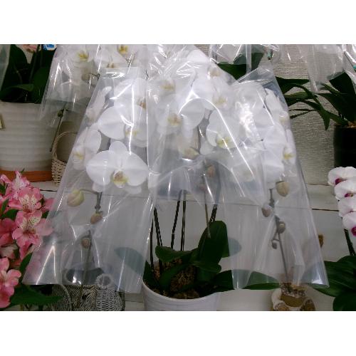 �Ӓ���3�{��2