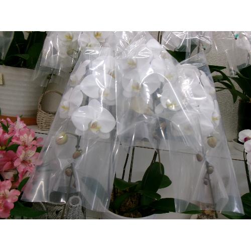 �Ӓ���3�{��3