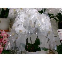 �Ӓ���3�{��