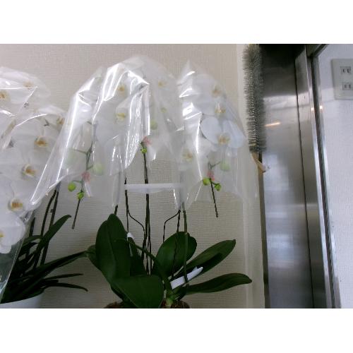 �Ӓ���3�{��