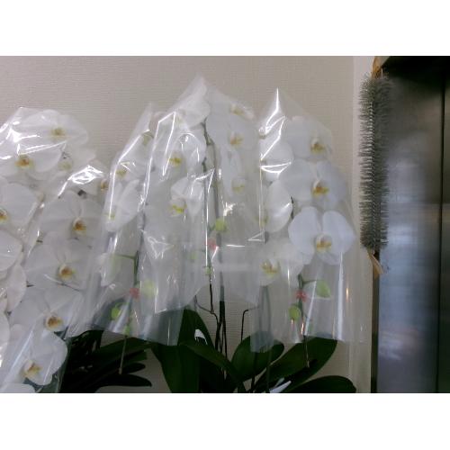 �Ӓ���3�{��2