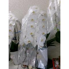 �Ӓ���3�{��