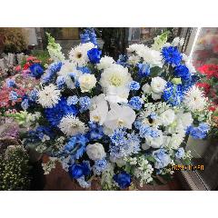 �u���[�n�[�g�A�����W