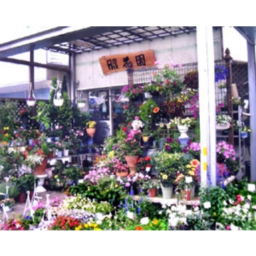 花屋 フラワーショップ昭花園 をご紹介 花屋が手届け配達 花束などフラワーギフトは フジテレビフラワーネット