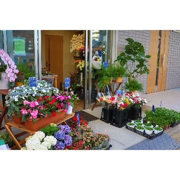 千葉県柏市の花屋 有 ｻｲﾄｳ生花店 Florist And S をご紹介 フラワーギフトはプロのお花屋さんにおまかせ フジテレビフラワーネット