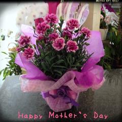 ���ѡ��ץ�Ϥ��ޤ��������͡������ȭ���������