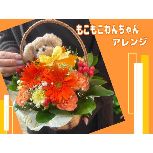 ������������񂿂��A�����W��2