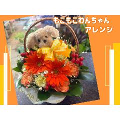 ������������񂿂��A�����W��