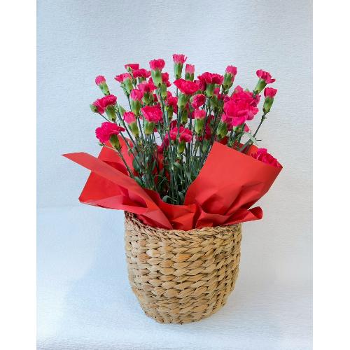 �J�[�l�[�V�����̔��A��