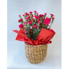 �J�[�l�[�V�����̔��A��