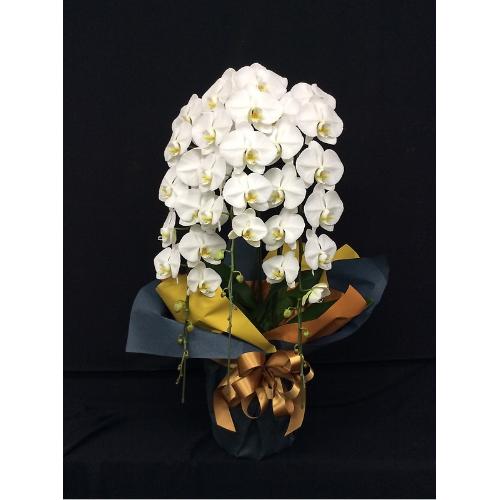 �Ӓ����i���j3�{�����@2���~2