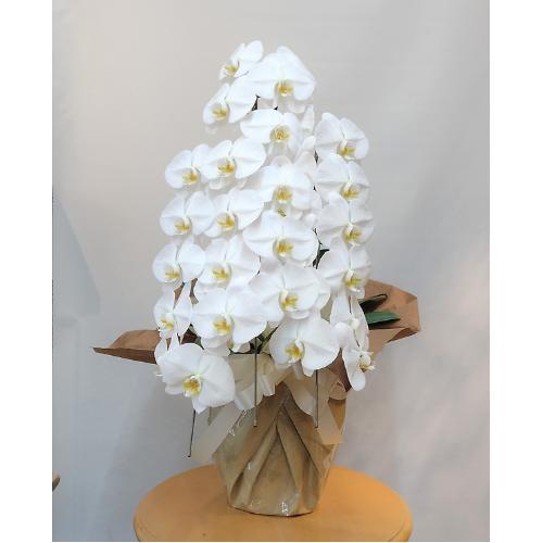 �Ӓ����i���j3�{�����@2���~3