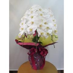 �Ӓ����i���j3�{�����@2���~