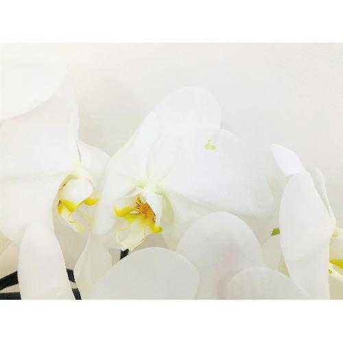 Ӓ24ֈȏijbsOj4