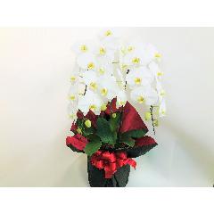 Ӓ24ֈȏijbsOj
