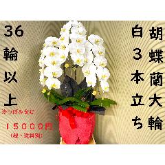 胡蝶蘭白3本立ち36輪以上（つぼみを含む）御祝ラッピング