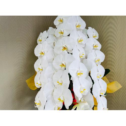 �Ӓ�����3�{����42�ֈȏ�i�ڂ݂��܂ށj��j���b�s���O2