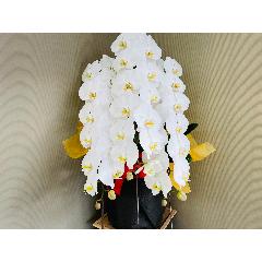 �Ӓ�����3�{����42�ֈȏ�i�ڂ݂��܂ށj��j���b�s���O