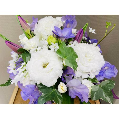 �z���C�g�E�p�[�v���n�̏�i�Ȍ䋟�A�����W�����g2