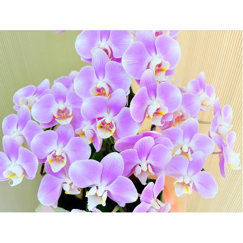 �~�j�Ӓ����s���N�n3�{��������3