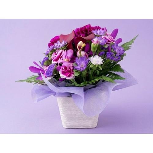 �����x���_�[�p�[�v���o�C�I���b�g�n�A�����W�����g3