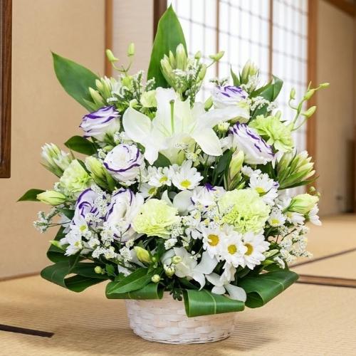 �l�\�����p�܂Ŕ����S�ɏ������̌䋟�A�����W�����g