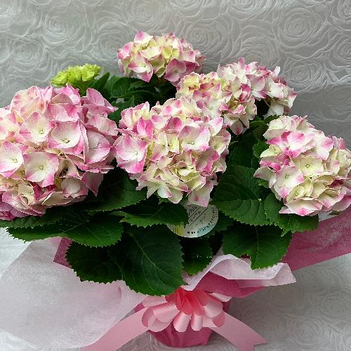 �A�W�T�C�E�}�W�J���}�[�u��