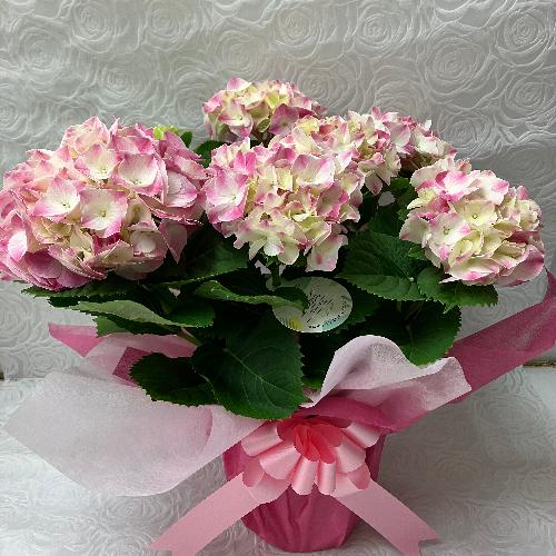 �A�W�T�C�E�}�W�J���}�[�u��2